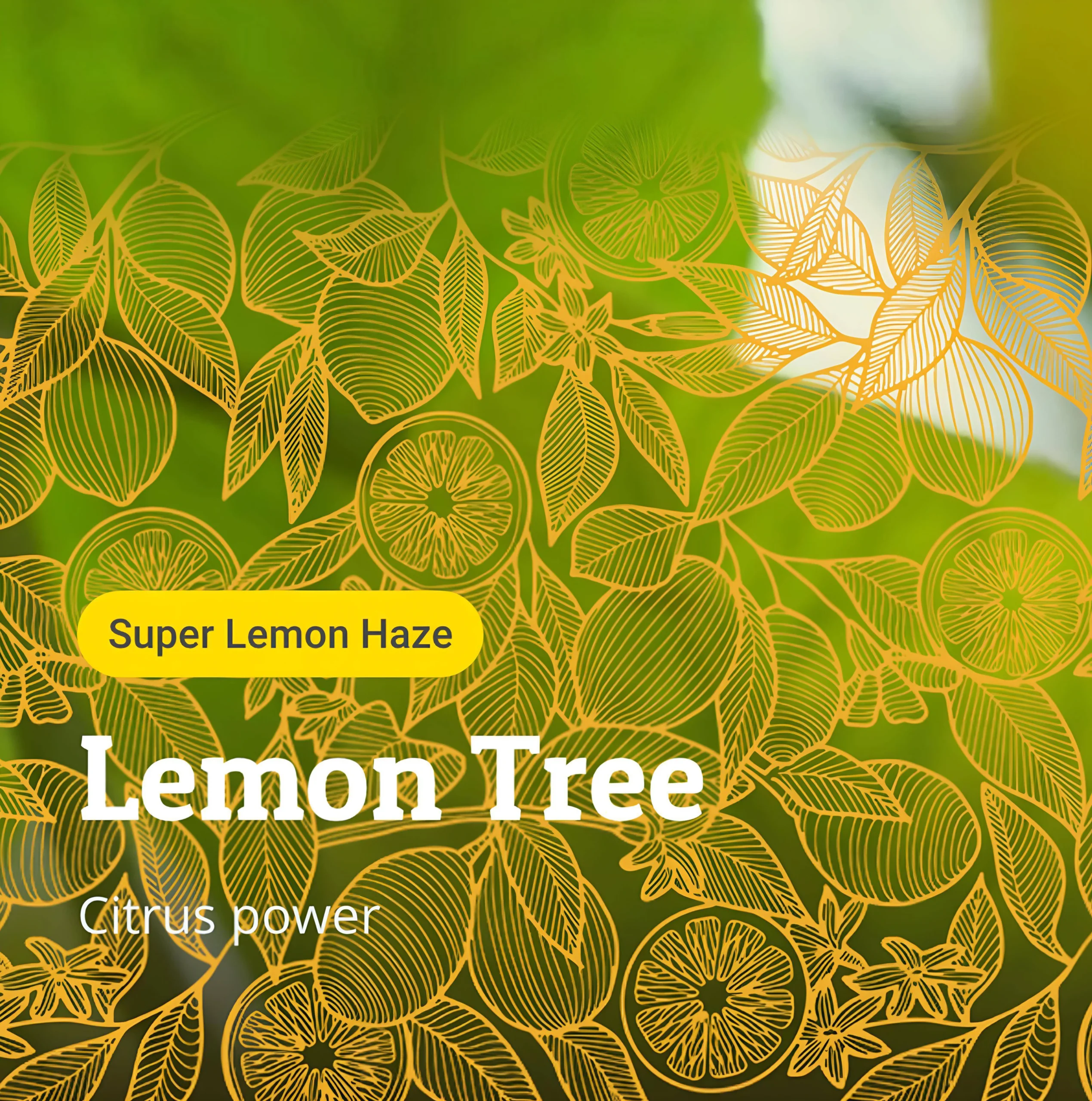 Lemon Tree – Super Lemon Haze